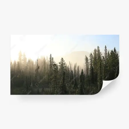 Fotomural amanecer entre pinos y niebla – Pixers®