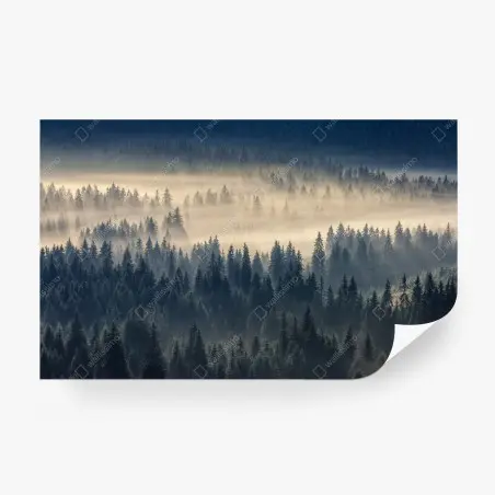 Fotomural valle de abetos en niebla iluminada – Pixers®