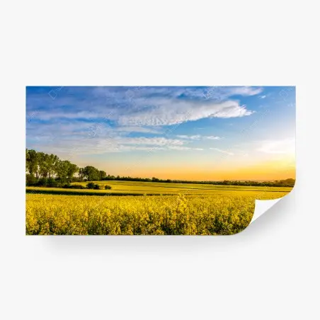 Fotomural paisaje de campo de colza al atardecer – Pixers®