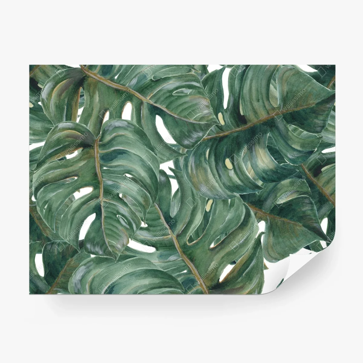Fotomural follaje tropical de hojas de monstera – Pixers®