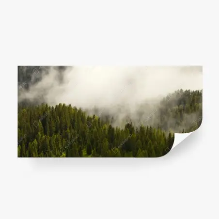 Fotomural bosque nebuloso en tonos verdes – Pixers®