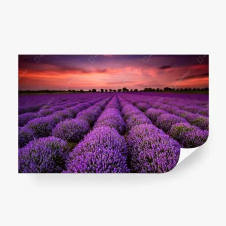 Fotomural campo de lavanda al atardecer – Pixers®