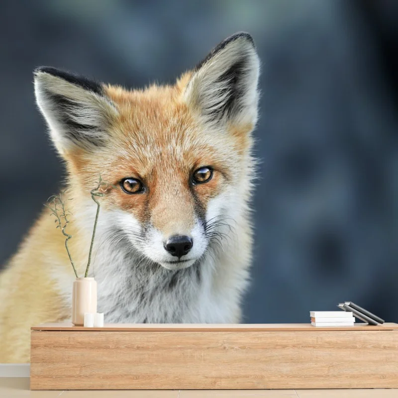 Fotomural mirada intensa del zorro rojo
