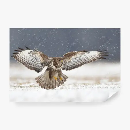 Fotomural ratonero común en vuelo sobre la nieve – Pixers®