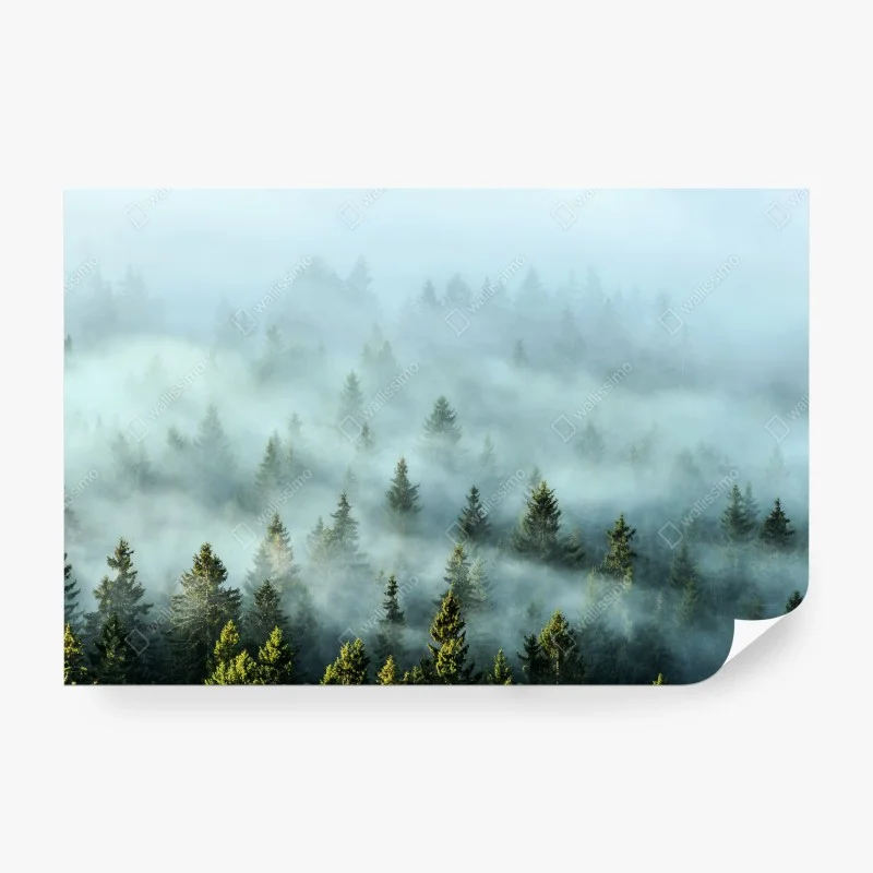 Fotomural amanecer entre abetos en la niebla