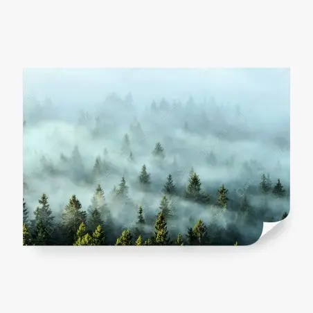 Fotomural amanecer entre abetos en la niebla – Pixers®