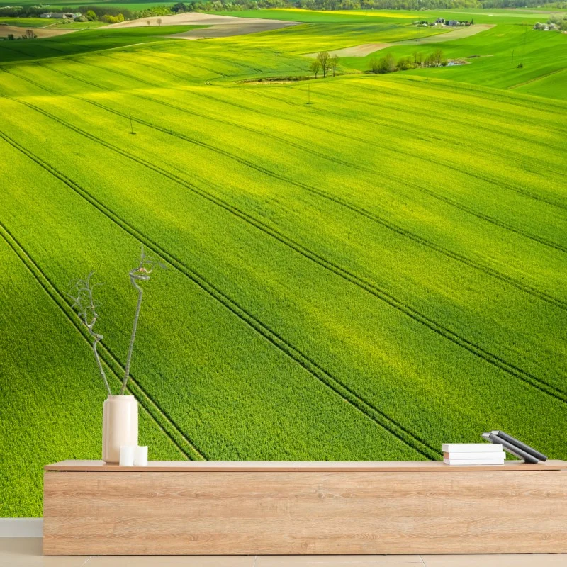 Fotomural vastos campos de colza desde el aire