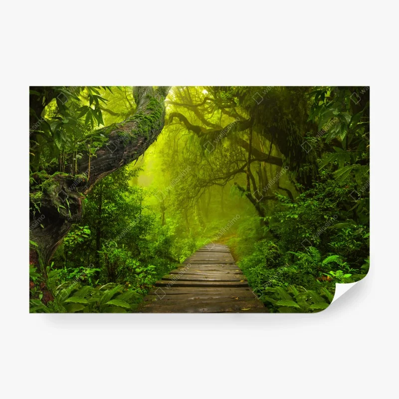 Fotomural sendero místico en la selva verde
