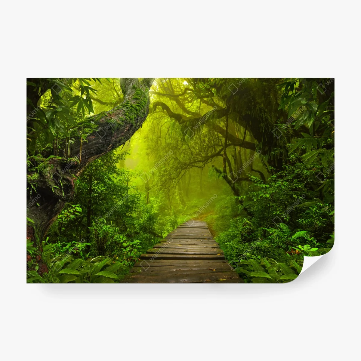 Fotomural sendero místico en la selva verde – Pixers®