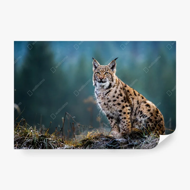 Fotomural lince en el claro del bosque