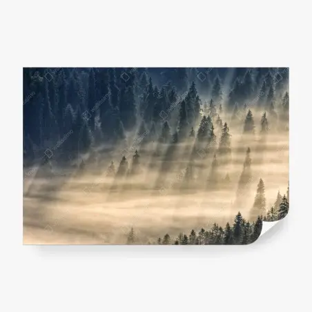 Fotomural valle de abetos entre niebla y rayos de sol – Pixers®