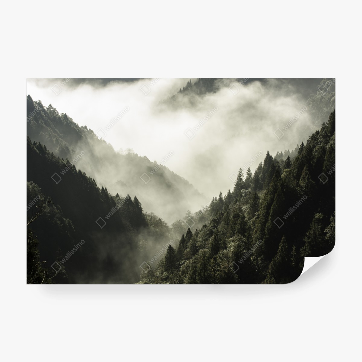 Fotomural valle de niebla entre pinos – Pixers®
