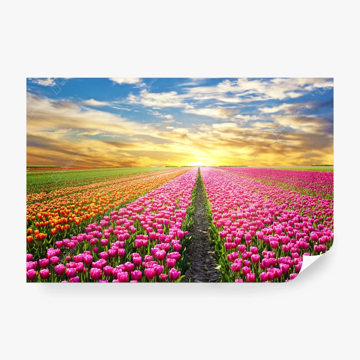 Fotomural amanecer mágico sobre campos de tulipanes en Países Bajos – Pixers® Fotomural amanecer mágico sobre campos de tulipanes en Países Bajos – Pixers®