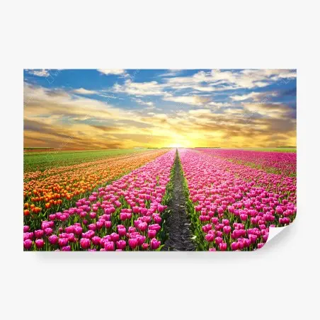 Fotomural amanecer mágico sobre campos de tulipanes en Países Bajos – Pixers®