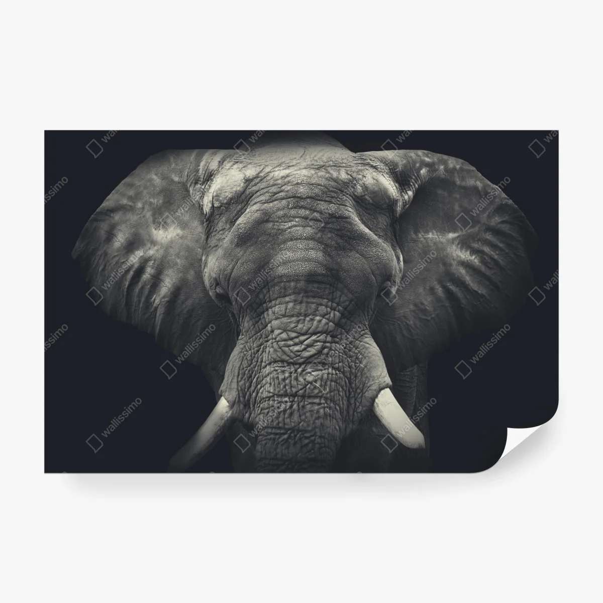 Fotomural retrato monocromo de elefante en primer plano – Pixers® Fotomural retrato monocromo de elefante en primer plano – Pixers®