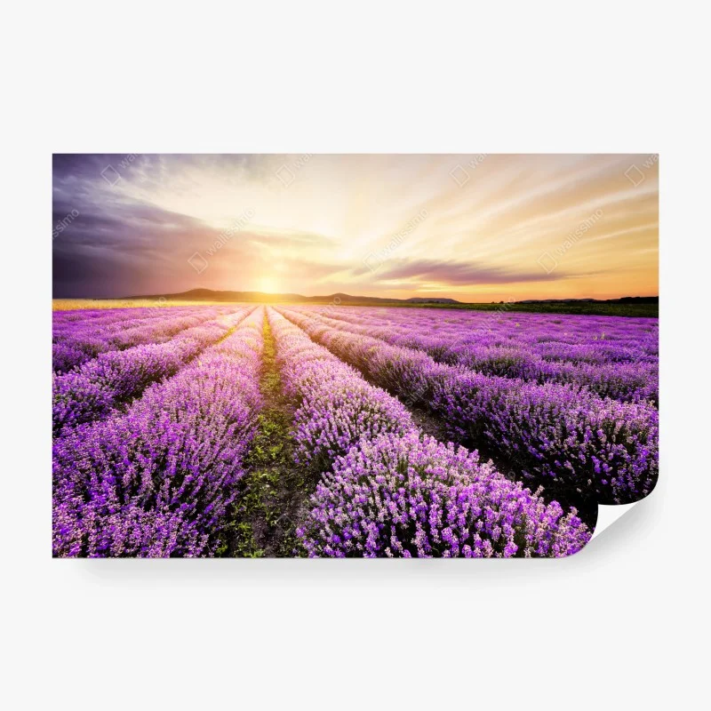 Fotomural amanecer sobre campos de lavanda en Bulgaria