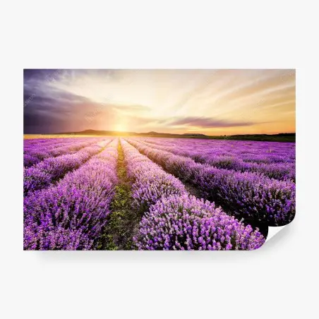 Fotomural amanecer sobre campos de lavanda en Bulgaria – Pixers®