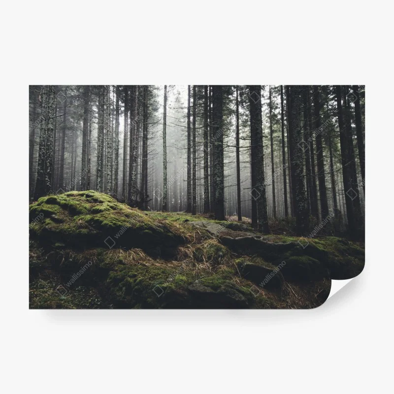 Fotomural bosque enigmático entre la niebla