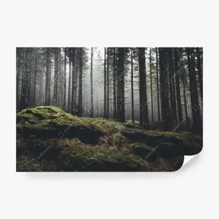 Fotomural bosque enigmático entre la niebla – Pixers®