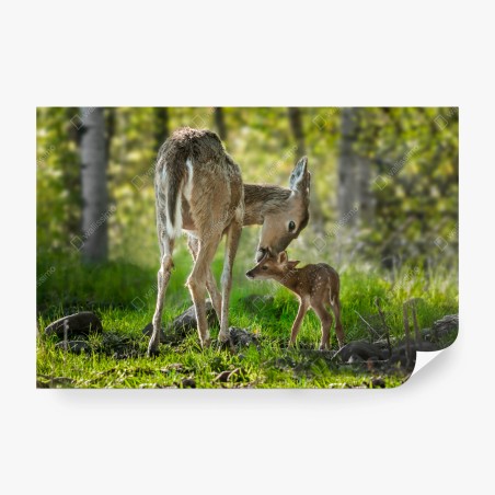 Fotomural dulce encuentro materno en el bosque – Pixers®