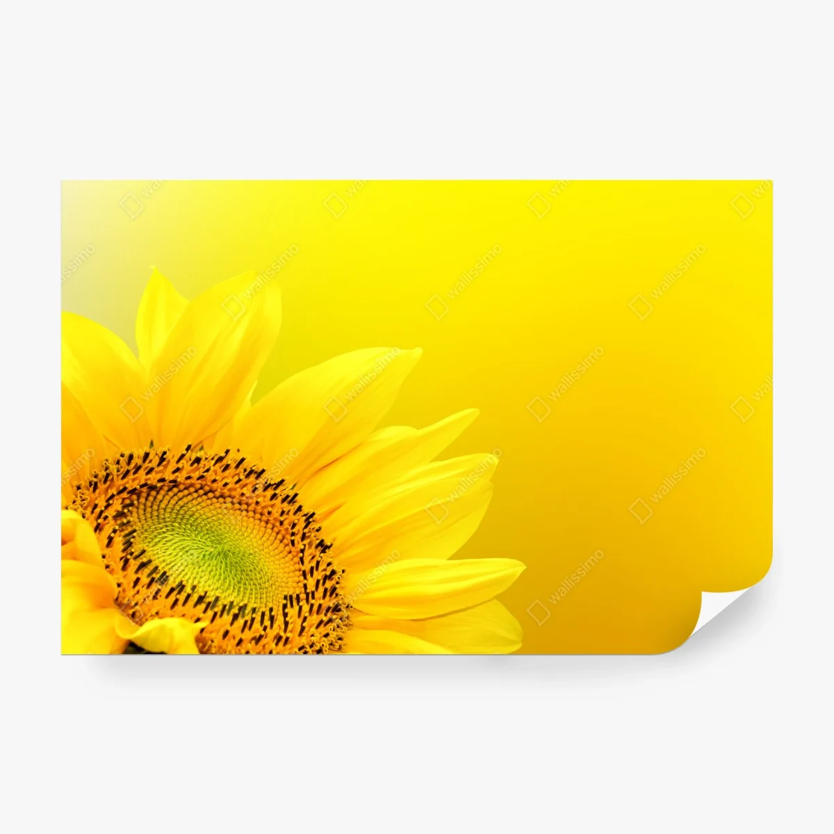 Fotomural girasol vibrante sobre fondo amarillo – Pixers®