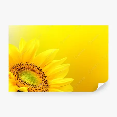 Fotomural girasol vibrante sobre fondo amarillo – Pixers®