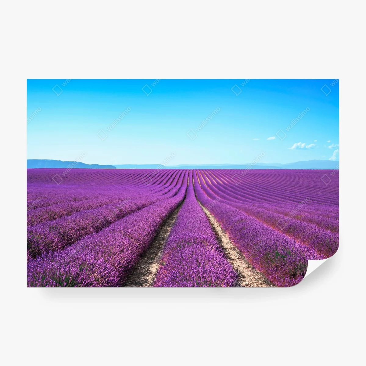 Fotomural panorama de campos de lavanda en flor – Pixers® Fotomural panorama de campos de lavanda en flor – Pixers®