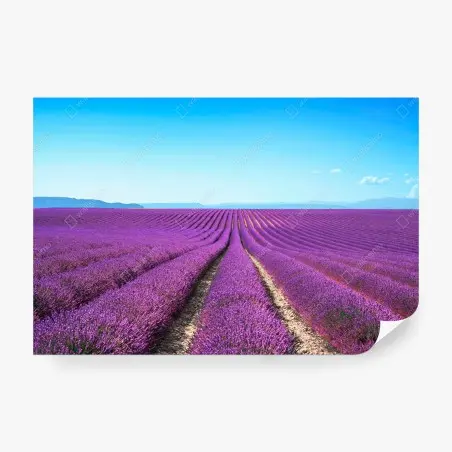 Fotomural panorama de campos de lavanda en flor – Pixers®