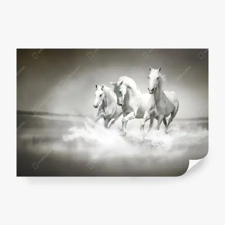 Fotomural trío de caballos blancos galopando sobre el agua – Pixers®