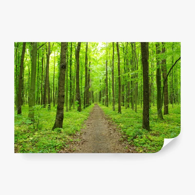 Fotomural sendero verde en bosque primaveral – Pixers®