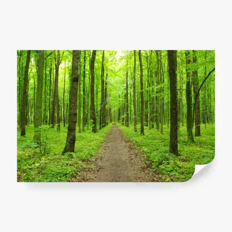 Fotomural sendero verde en bosque primaveral – Pixers®