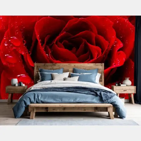 Fotomural rosa roja en primer plano con gotas de rocío – Pixers®
