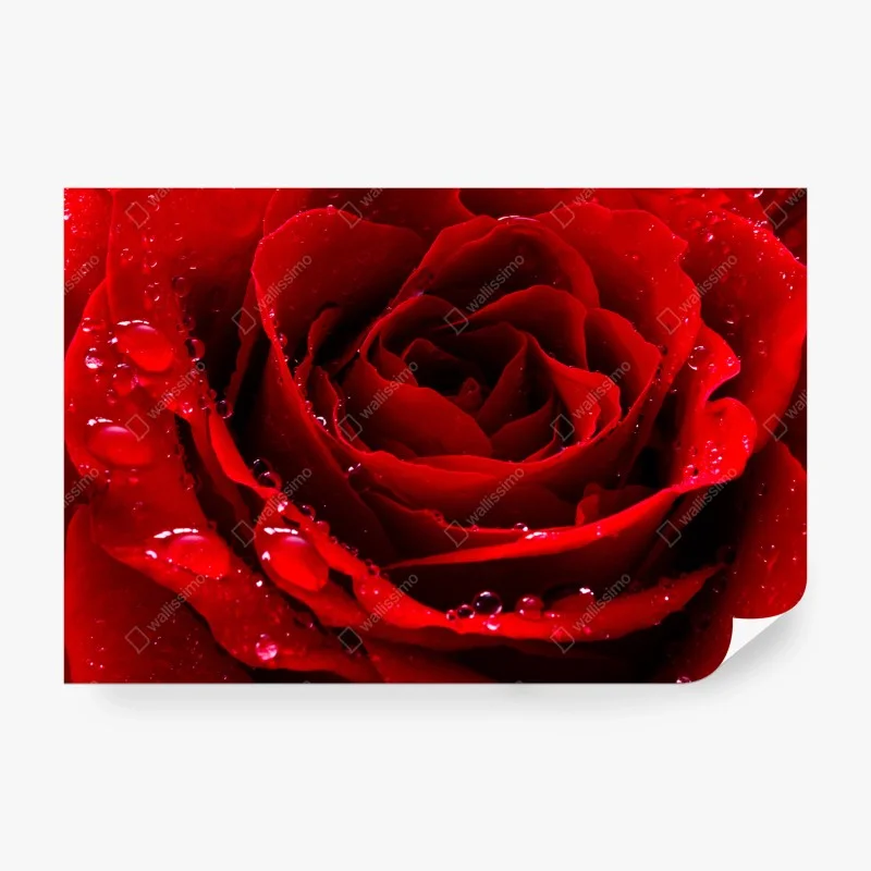 Fotomural rosa roja en primer plano con gotas de rocío