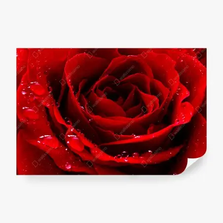 Fotomural rosa roja en primer plano con gotas de rocío – Pixers®