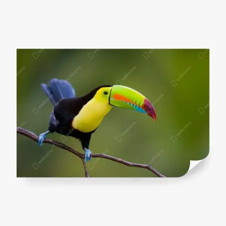 Fotomural tucán de pico multicolor sobre rama – Pixers®