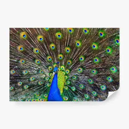 Fotomural pavo real en pleno despliegue – Pixers®