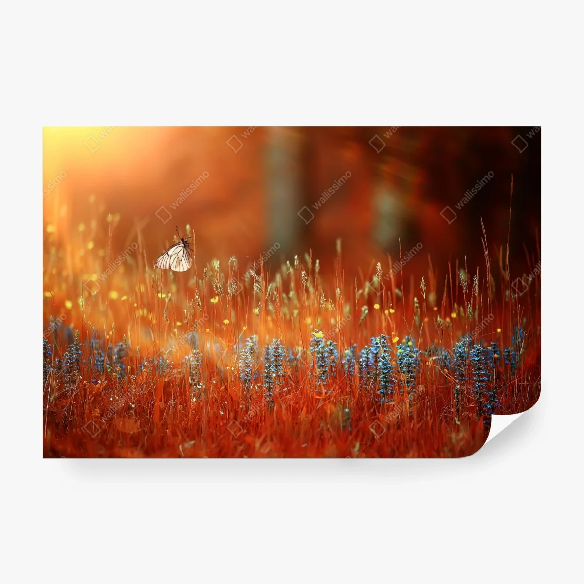 Fotomural amanecer dorado con mariposa en pradera – Pixers® Fotomural amanecer dorado con mariposa en pradera – Pixers®