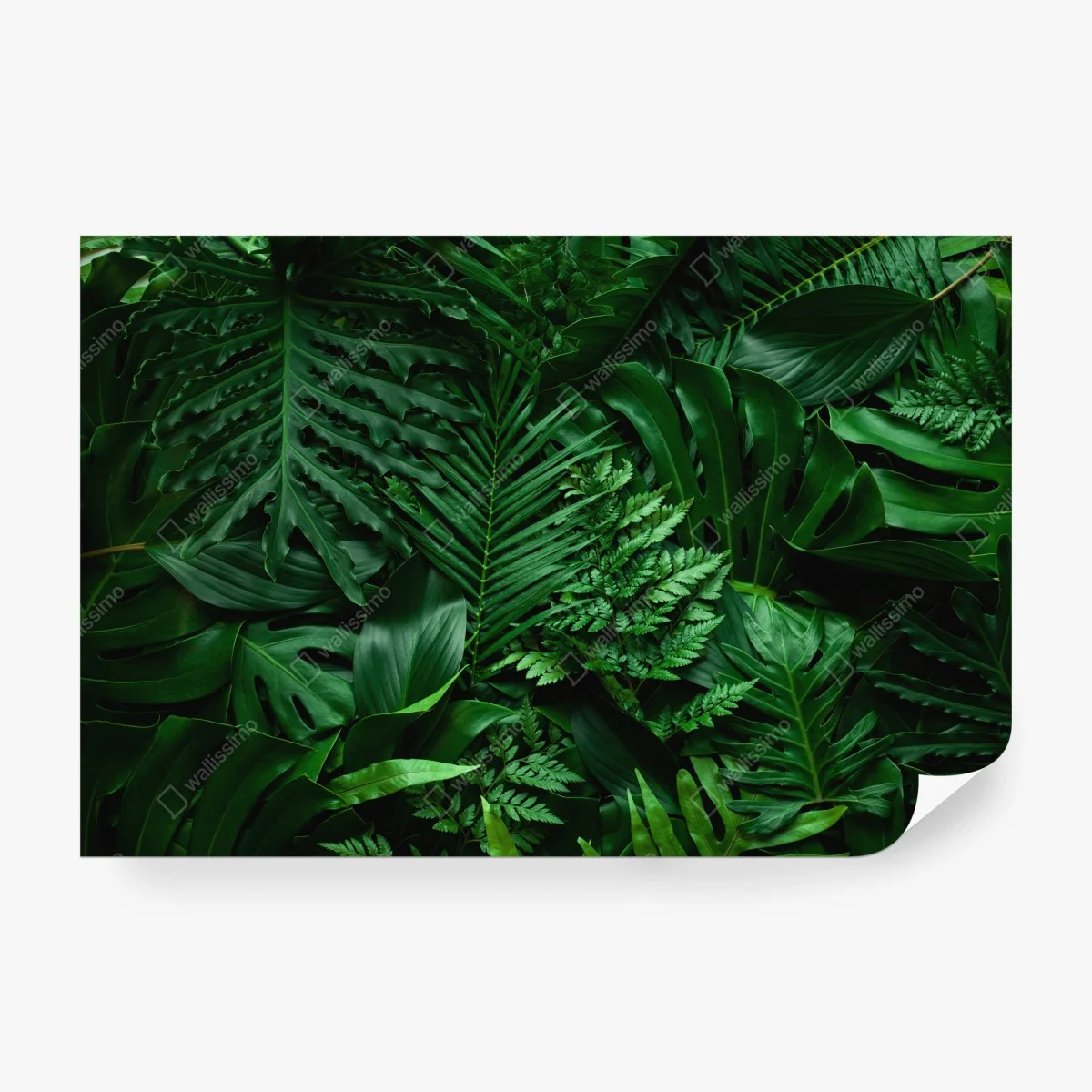 Fotomural hojas tropicales en verde profundo – Pixers®
