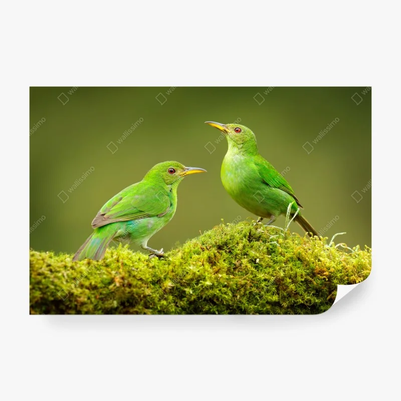 Fotomural pareja de aves verdes sobre musgo tropical