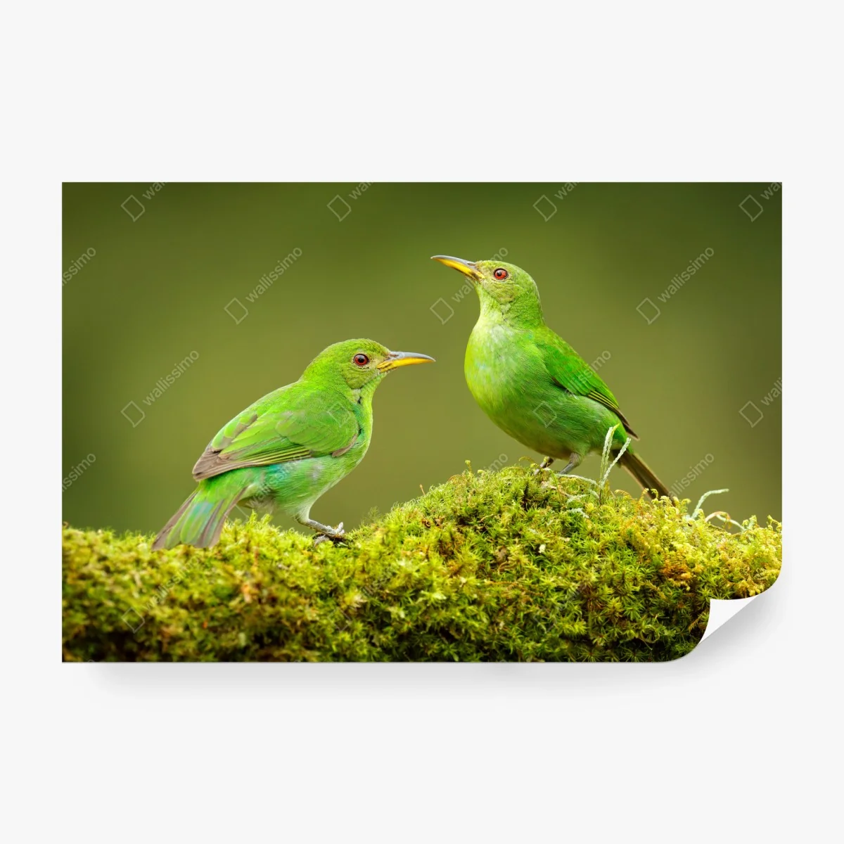 Fotomural pareja de aves verdes sobre musgo tropical – Pixers® Fotomural pareja de aves verdes sobre musgo tropical – Pixers®