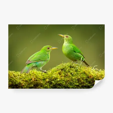 Fotomural pareja de aves verdes sobre musgo tropical – Pixers®