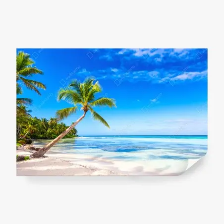 Fotomural playa tropical con palmera inclinada – Pixers®