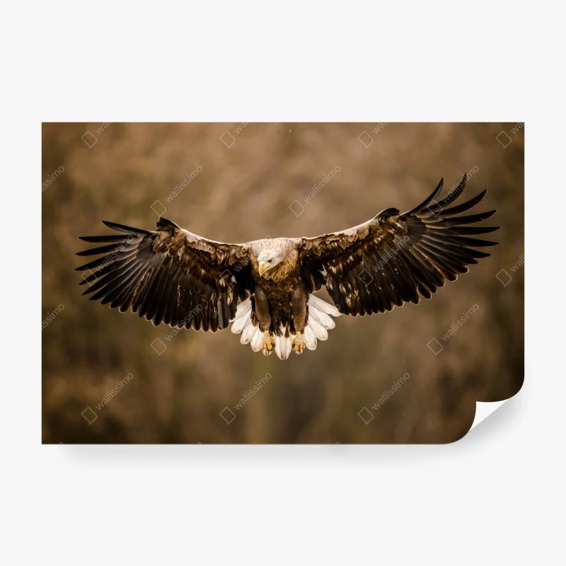 Fotomural águila majestuosa en vuelo