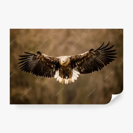 Fotomural águila majestuosa en vuelo – Pixers®