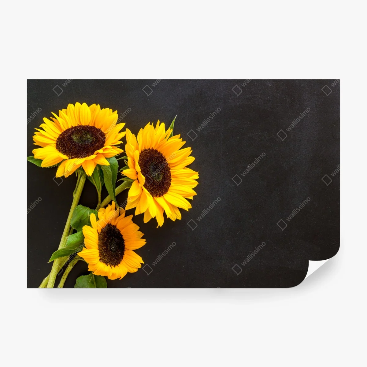 Fotomural girasoles sobre fondo negro – Pixers® Fotomural girasoles sobre fondo negro – Pixers®
