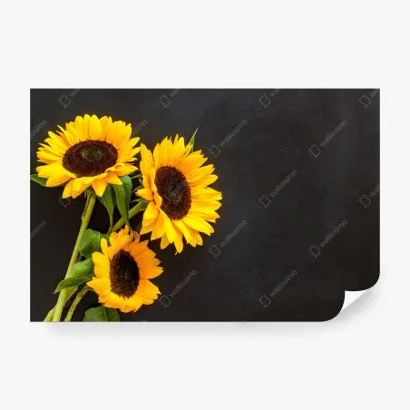 Fotomural girasoles sobre fondo negro – Pixers®