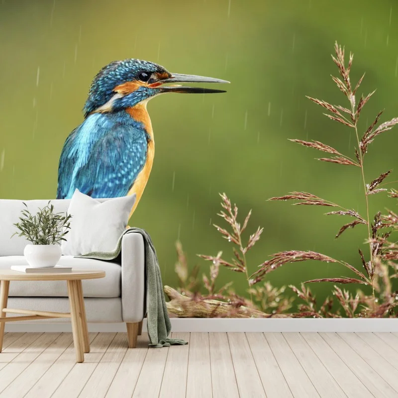 Fotomural martín pescador en la lluvia sobre rama