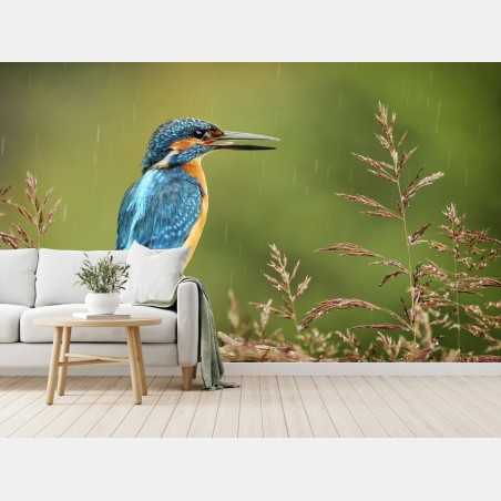 Fotomural martín pescador en la lluvia sobre rama – Pixers®