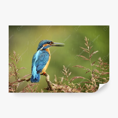 Fotomural martín pescador en la lluvia sobre rama – Pixers®