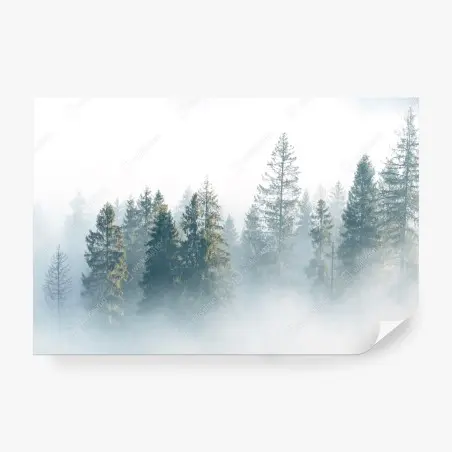 Fotomural bosque de abetos en niebla matinal – Pixers®